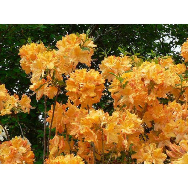 Азалия Листопадная Голден Лайтс P9 шт