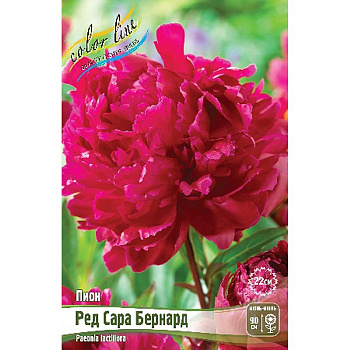 Пион Ред Сара Бернард 2/3 n 25 шт Биг-пак 8019 