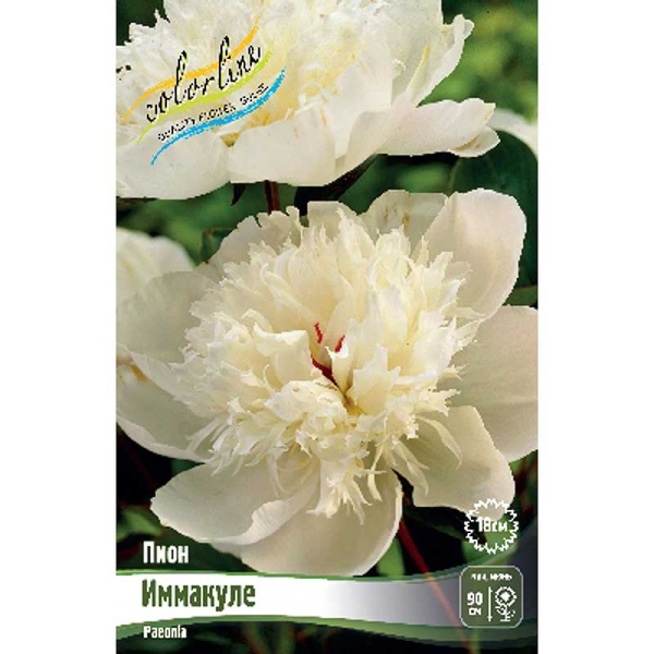 Пион Иммакуле 2/3 n 25 шт Биг-пак 9911