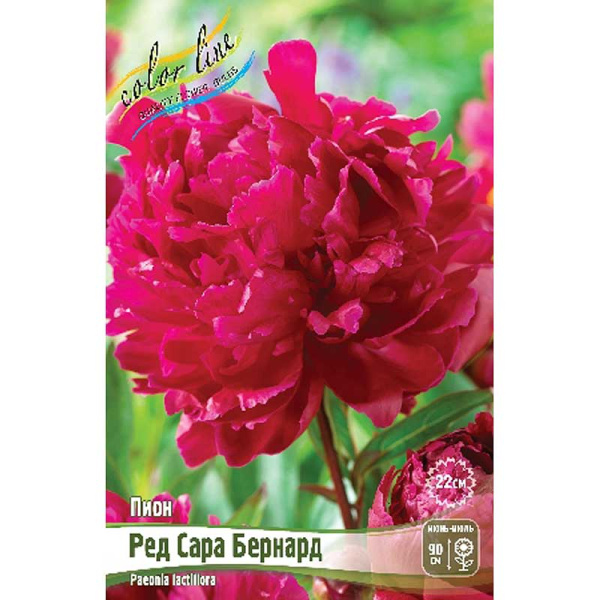 Пион Ред Сара Бернард 2/3 n 25 шт Биг-пак 8019 