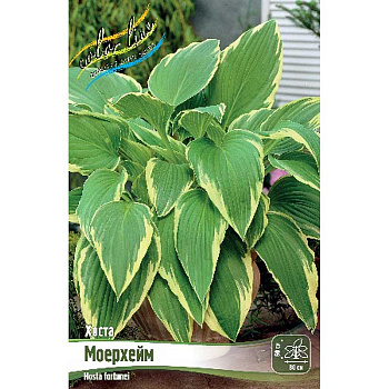 Хоста Моерхейм 1 n 25 шт Биг-пак 6003
