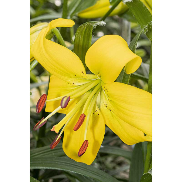 Лилия Перл Мелани 12/14 5 шт Садовита