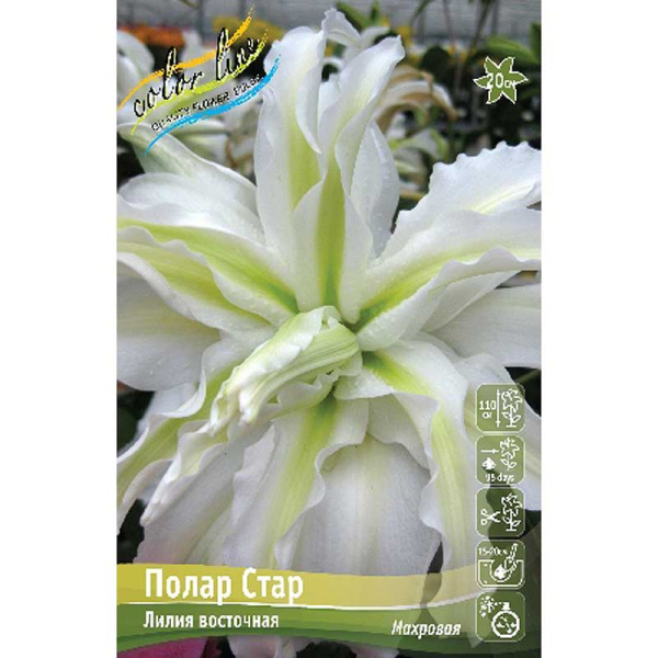 Лилия Полар Стар 16/18 25 шт Биг-Пак 14777 