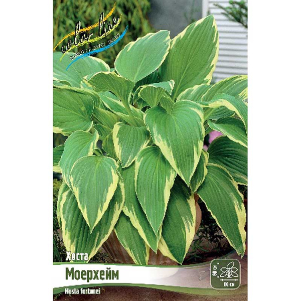 Хоста Моерхейм 1 n 25 шт Биг-пак 6003