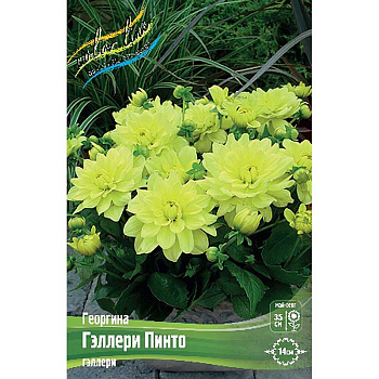 Георгина Гэллери Пинто I 15 шт Шоу-бокс 9075 