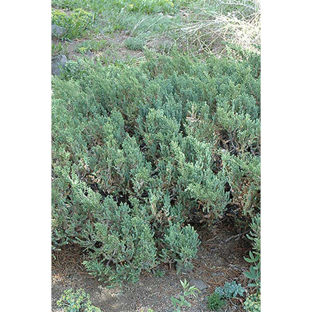 14334 Можжевельник Китайский Juniperus Chinensis San Jose P9 Садовита