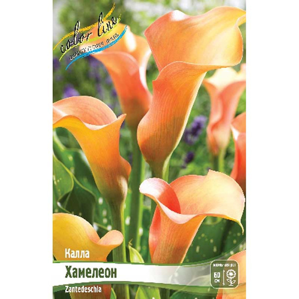 Калла Хамелеон 12/14 2 шт 