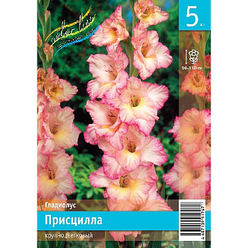 Гладиолус Присцилла 10/12 5 Эконом шт 