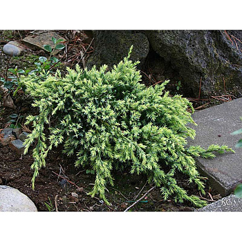 Можжевельник Juniperus Squamata Holger P9 ,шт Садовита 9326
