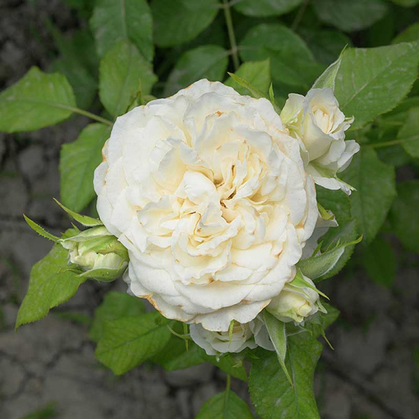 Роза Чайно-гибридная Ариана де Родшильд Садовита