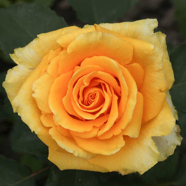 Роза чайно-гибридная Йеллоу Мэджик Садовита