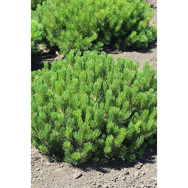 14349 Сосна Горная Pinus Mugo Mugo P9 Садовита