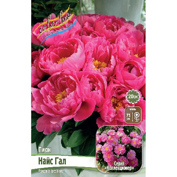 Пион Найс Гал 2/3 n 10 шт Биг-Пак 9927