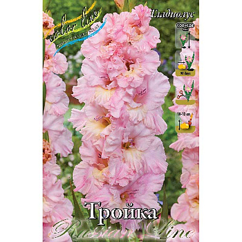 Гладиолус Тройка 12/14 7 шт 