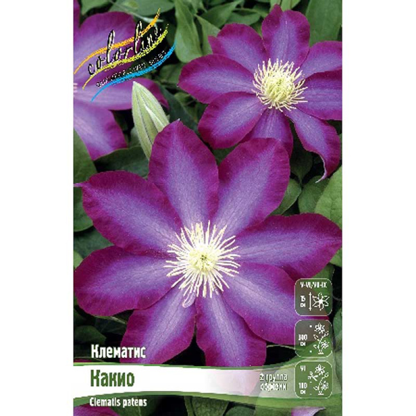 Клематис Какио I 2 шт