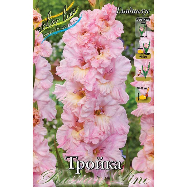 Гладиолус Тройка 12/14 7 шт 