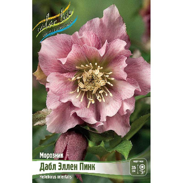 Морозник Дабл Эллен Пинк I 1 шт 