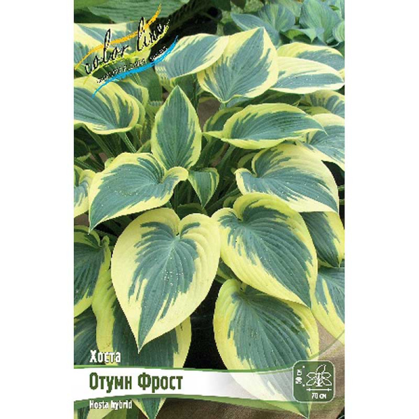 Хоста Отумн Фрост 1 n 25 шт Биг-пак 5932