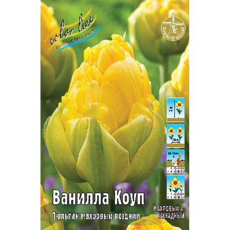 17034 Шоу-Бокс Тюльпан Ванилла Коуп 12/+ 75 шт