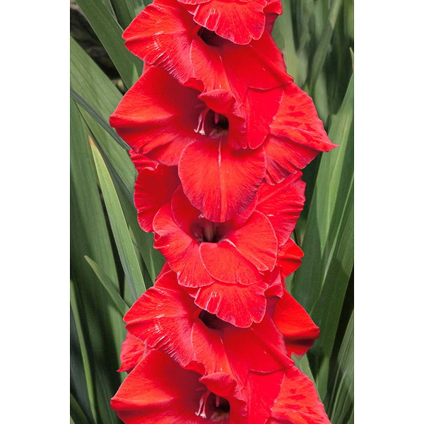 Гладиолус Абсолют 10/12 10 шт Садовита