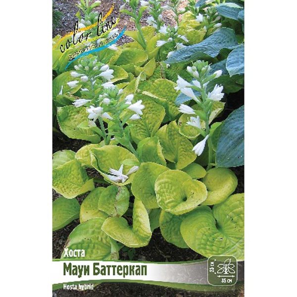 Хоста Мауи Баттеркап 1 n 25 шт Биг-пак 16364