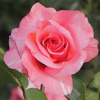 Роза флорибунда Гримальди Садовита