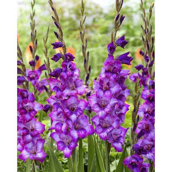 Гладиолус Ким 8/10 10 шт