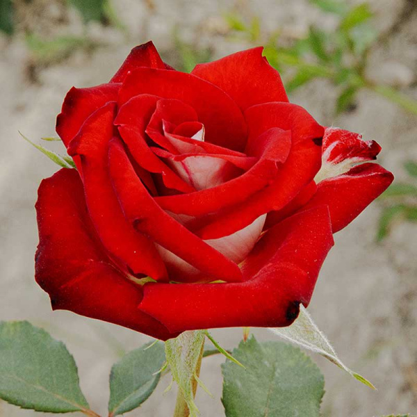 Роза чайно-гибридная Николь Садовита