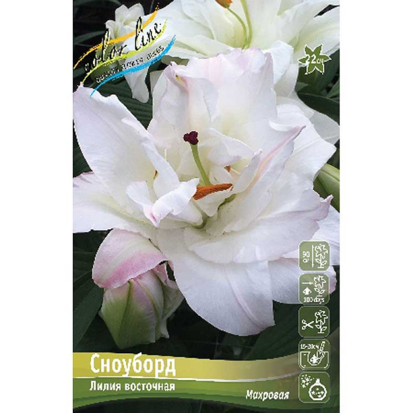 Лилия Сноуборд 12/14 5 шт 