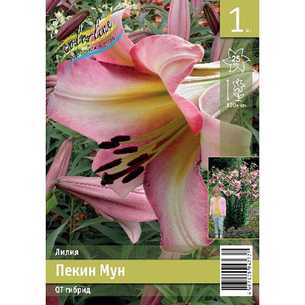 Лилия Пекин Мун 12/14 1 Эконом шт 