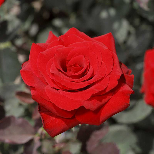 Роза чайно-гибридная Рэд Наоми Садовита