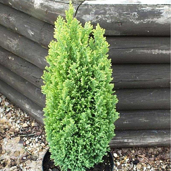 Кипарисовик Лавсона Грин Пиллар P13 (C1) 40-45