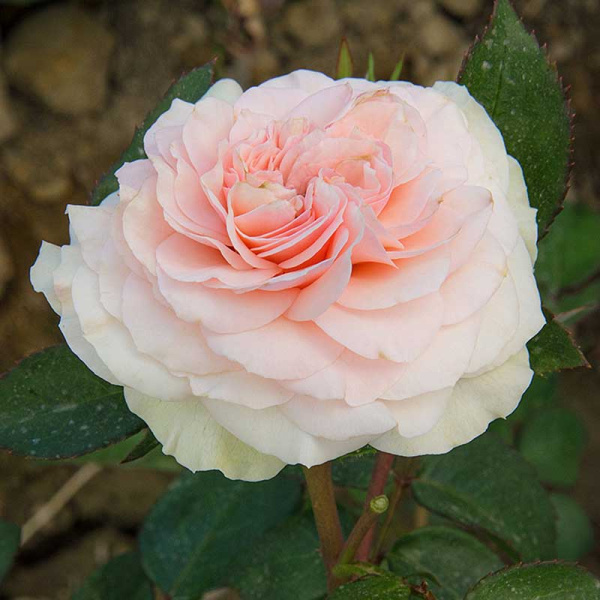 Роза флорибунда Пастелла Садовита