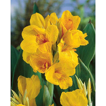 16388 Шоу-Бокс Канна (Зелен) Кабаллеро I 15 шт