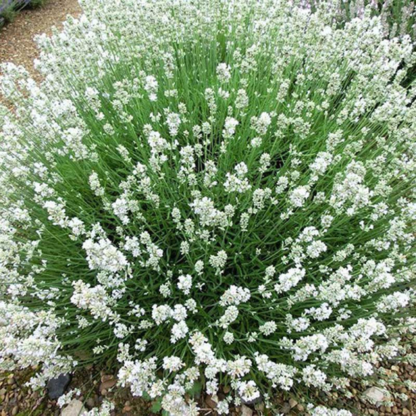 Лаванда узколистная Арктик Сноу Р9 шт Садовита