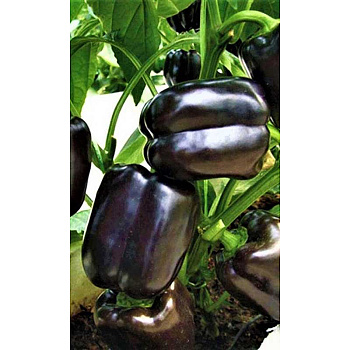 Перец Мегатон черный Марс Ц