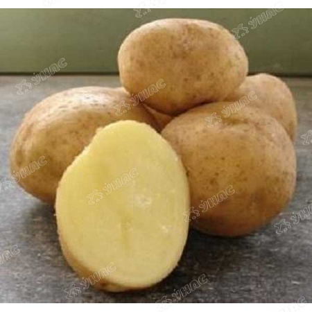 Картофель семенной Колобок Супер Элита 25кг Москва