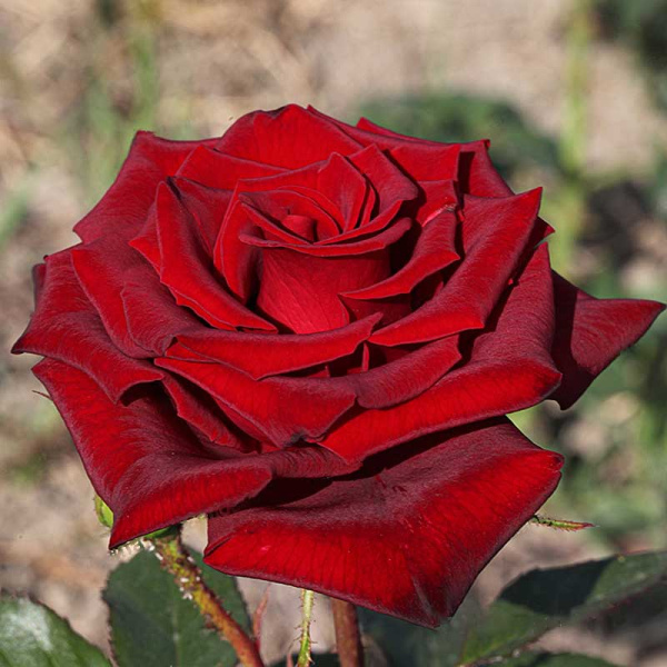 Роза чайно-гибридная Черная Магия Садовита