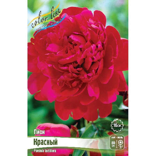 Пион Красный 2/3 n 25 шт Биг-пак 7957 