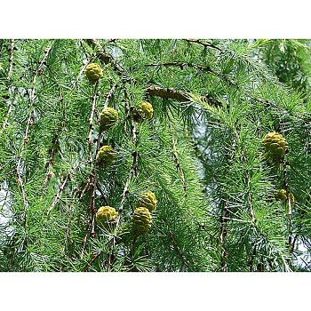 Лиственница Larix Kaempferi P9 ,шт Садовита 9331