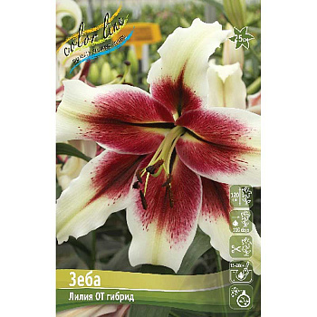 Лилия Зеба 12/14 25 шт Биг-пак 11227 