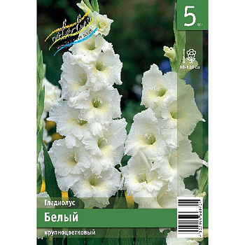 Гладиолус Белый 10/12 5 Эконом шт 