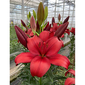 Лилия Эн Гарде 12/14 7 шт 