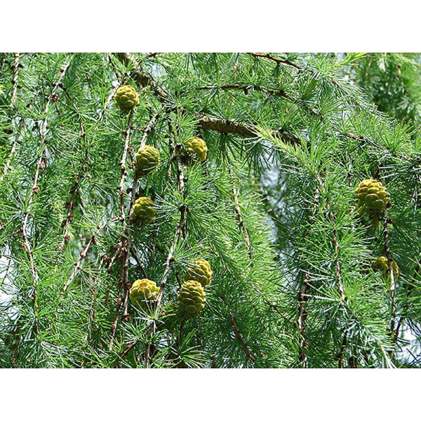 Лиственница Larix Kaempferi P9 ,шт Садовита 9331
