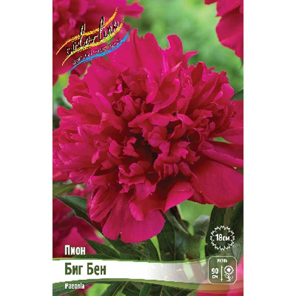 Пион Биг Бен 2/3 n 25 шт Биг-пак 7967 