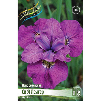 Ирис Сибирский Си Я Лейтер I 1 шт