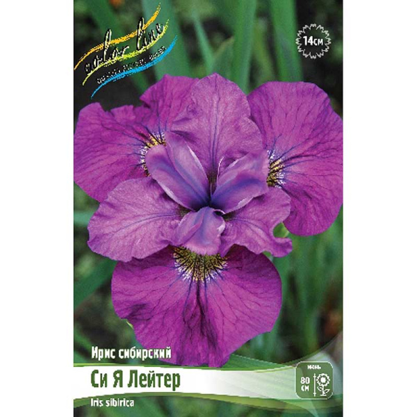 Ирис Сибирский Си Я Лейтер I 1 шт