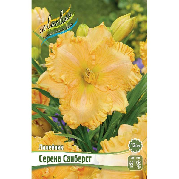 Лилейник Серена Санберст I 25 шт Биг-Пак 14818 