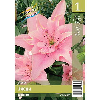 Лилия Элоди 12/14 1 Эконом шт 