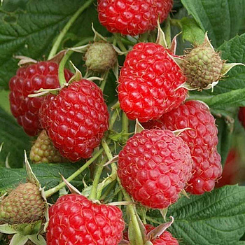 Малина Атлант ремонтантная Садовита